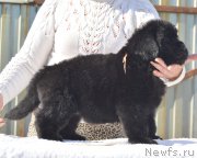 Превью фото № 208777