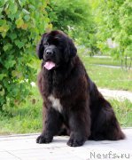 Превью фото № 208834