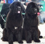 Превью фото № 208857