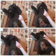 Превью фото № 208870