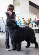 Превью фото № 208879