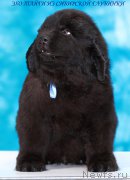 Превью фото № 208897