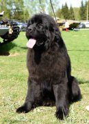 Превью фото № 208908