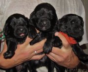 Превью фото № 208909