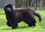 Превью фото № 208950