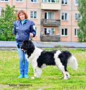 Превью фото № 208972