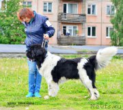 Превью фото № 208973