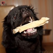 Превью фото № 208974