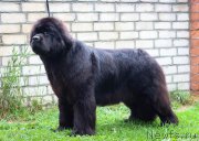 Превью фото № 209003