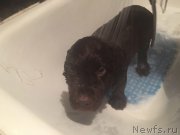 Превью фото № 209014