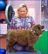 Превью фото № 209027