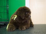 Превью фото № 209062