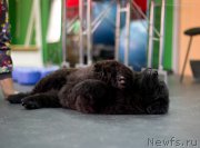 Превью фото № 209066