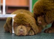 Превью фото № 209070