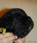 Превью фото № 20909