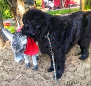 Превью фото № 209101