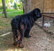 Превью фото № 209103