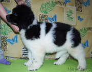 Превью фото № 209203