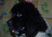 Превью фото № 209206