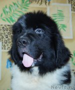 Превью фото № 209207