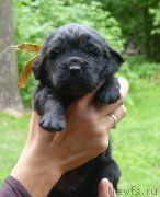 Превью фото № 209211