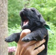 Превью фото № 209212