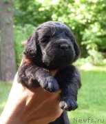 Превью фото № 209213