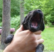 Превью фото № 209214