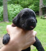 Превью фото № 209215