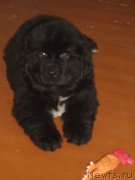 Превью фото № 209239