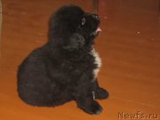 Превью фото № 209240