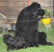 Превью фото № 209291