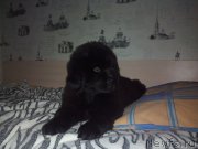 Превью фото № 209314