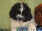 Превью фото № 209326