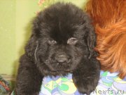 Превью фото № 209328