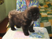 Превью фото № 209329