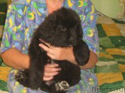 Превью фото № 209332