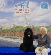 Превью фото № 209358