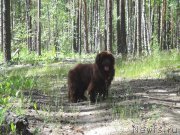 Превью фото № 209405