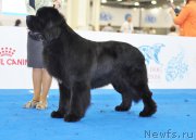 Превью фото № 209422