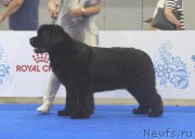 Превью фото № 209444