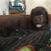 Превью фото № 209511