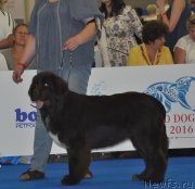 Превью фото № 209513