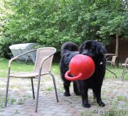 Превью фото № 209587