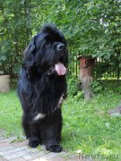 Превью фото № 209590