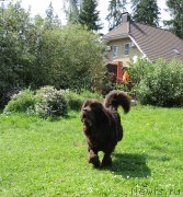 Превью фото № 209592