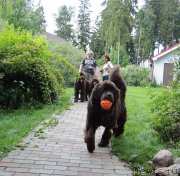 Превью фото № 209594