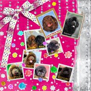 Превью фото № 209600