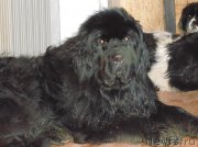 Превью фото № 209611