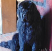 Превью фото № 209614